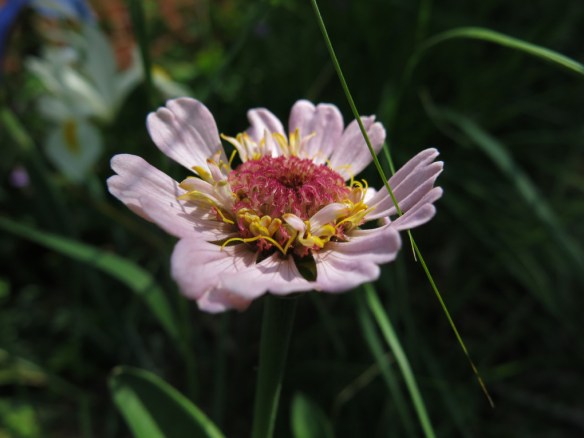 4 juni 16 zinnia cupcakes pink shades 2