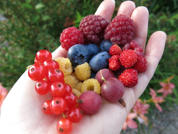 13 juli 16 bär smultron blåbär vinbär hallon