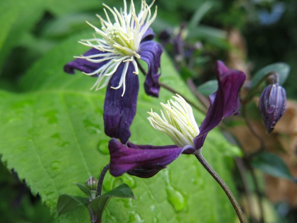 13 juli 16 berlinerklematis Ulriksdal