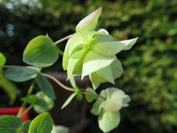 13 juli 16 hybridmejram Kent Beauty