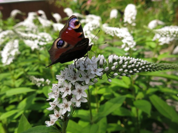 23 juli 16 vitlysning fjäril påfågelöga 1