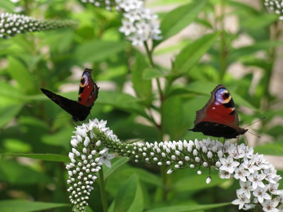23 juli 16 vitlysning fjäril påfågelöga 4