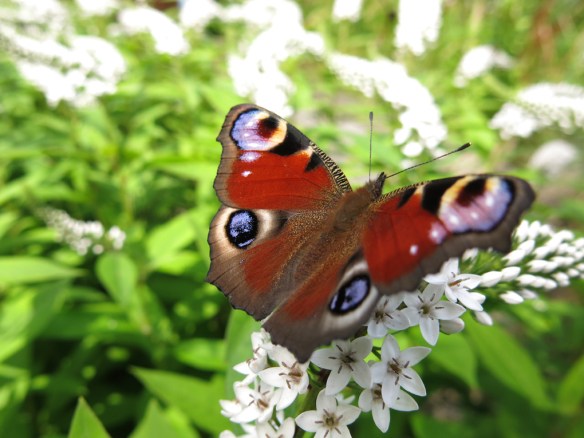 23 juli 16 vitlysning fjäril påfågelöga 7