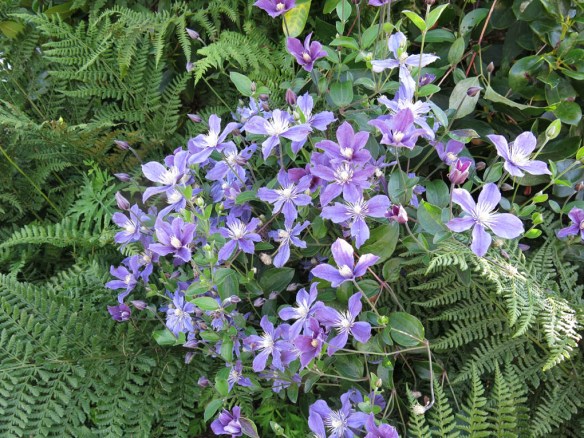 26 juli 16 clematis Arabella 1