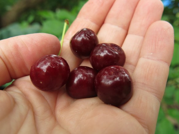 3 juli 16 körsbär lettisk låg