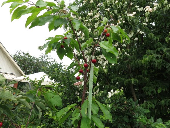 3 juli 16 körsbär stella 2