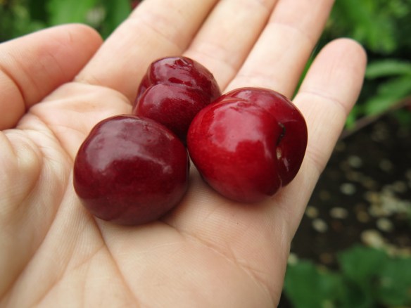 3 juli 16 stella körsbär