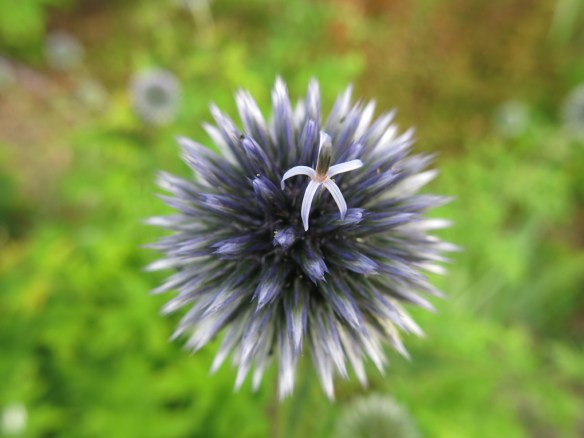 30 juli 16 bolltistel 2