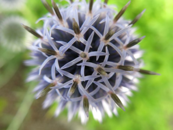 30 juli 16 bolltistel 3