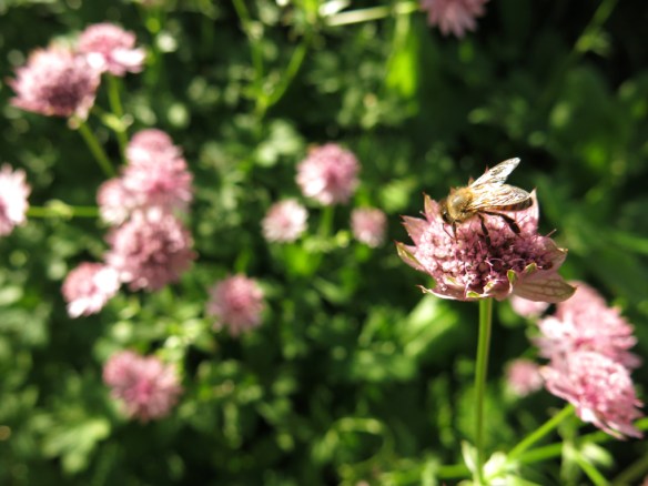 7 juli 16 stjärnflocka