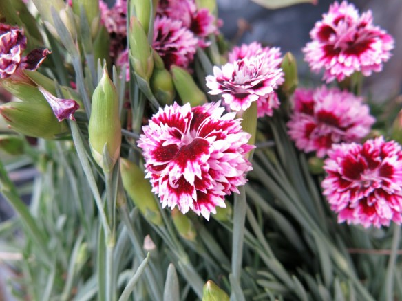 växtgåva juli 16 dianthus nejlika
