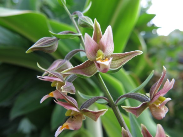 växtgåva juli 16 kärrknipprot