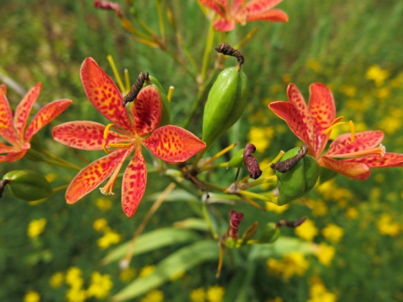 13 aug 13 Iris domestica leopardblomma 2