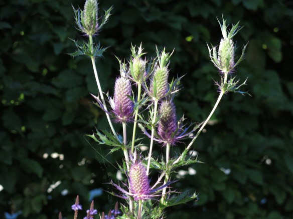 25 aug 16 stäpprabatten Eryngium leavenworthii ‘Purple Sheen' 1