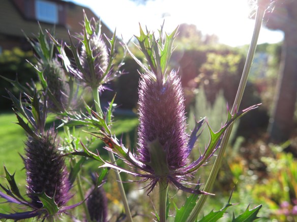 25 aug 16 stäpprabatten Eryngium leavenworthii ‘Purple Sheen' 2