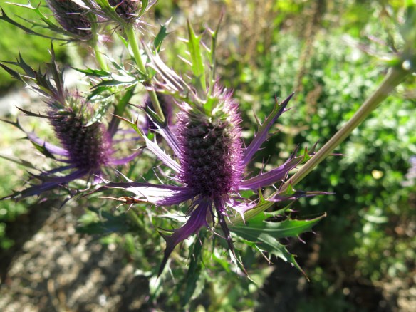 25 aug 16 stäpprabatten Eryngium leavenworthii ‘Purple Sheen' 3