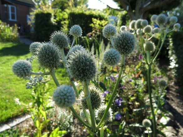 25 aug 16 stäpprabatten Eryngium yuccifolium skallerormsmartorn