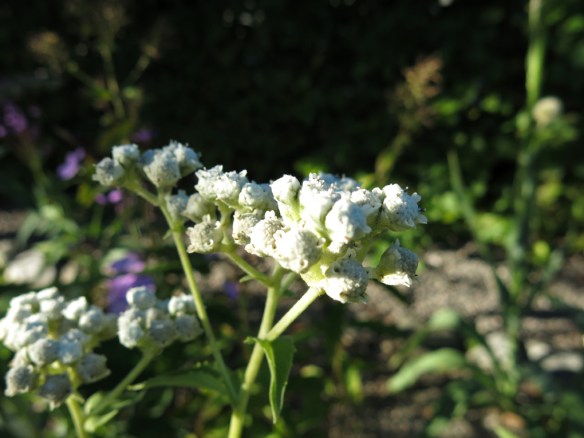 25 aug 16 stäpprabatten Pycnanthemum verticillatum var. Pilosum ‘Bees Friend'