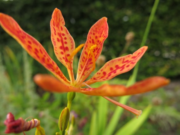 30 juli 16 leopardblomma iris domestica 3