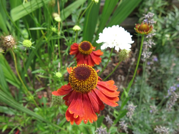 6 aug 16 solbrud stora trädäcksrabatten