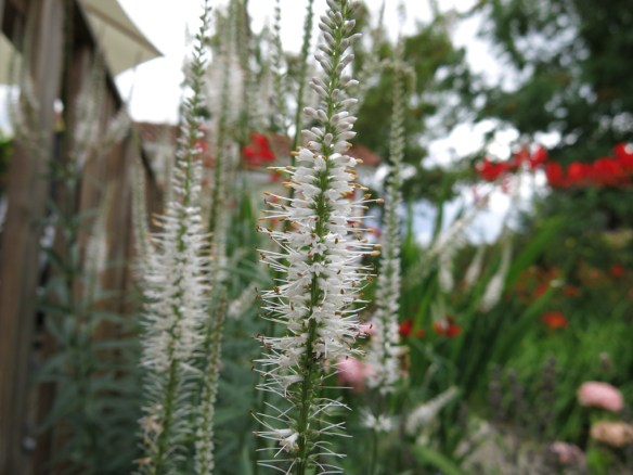 6 aug 16 vit kransveronika 1