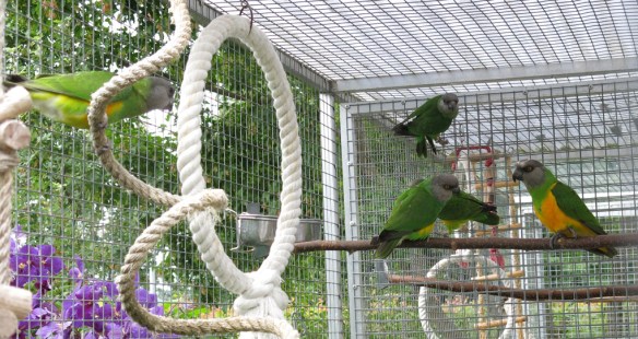 morhuvad papegoja ungar 20 juli 16 alla fem