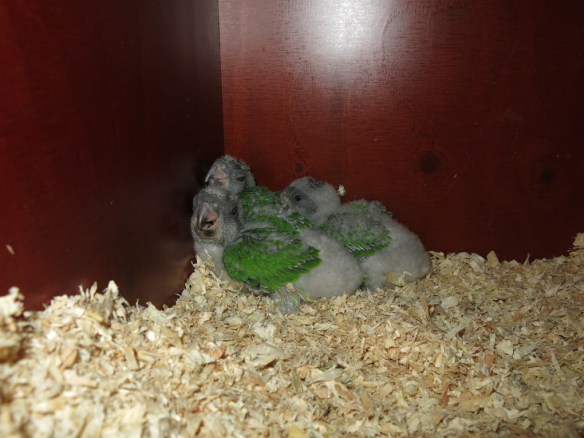 morhuvad papegoja ungar 20 juni 16 alla tre