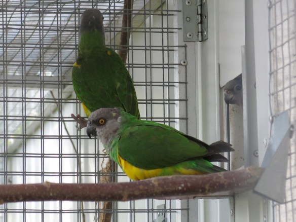 morhuvad papegoja ungar 25 juli 16 utevoljär