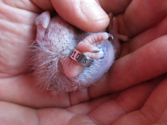 morhuvad papegoja ungar 31 maj 16 nr2