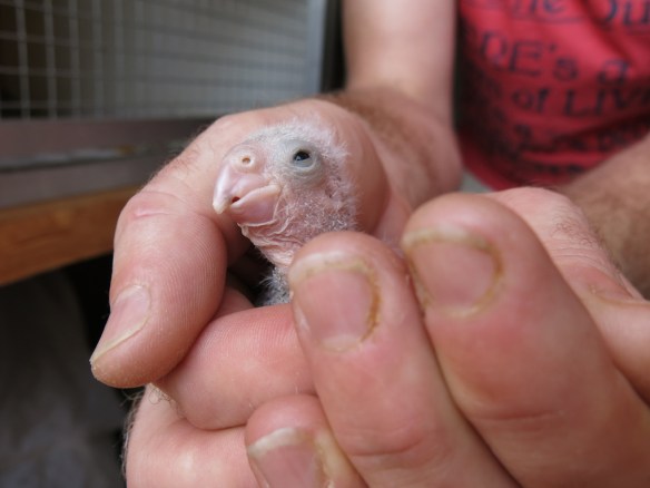 morhuvad papegoja ungar 31 maj 16