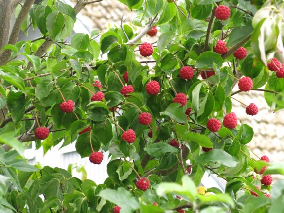 1 sep 16 blomsterkornell bär 2