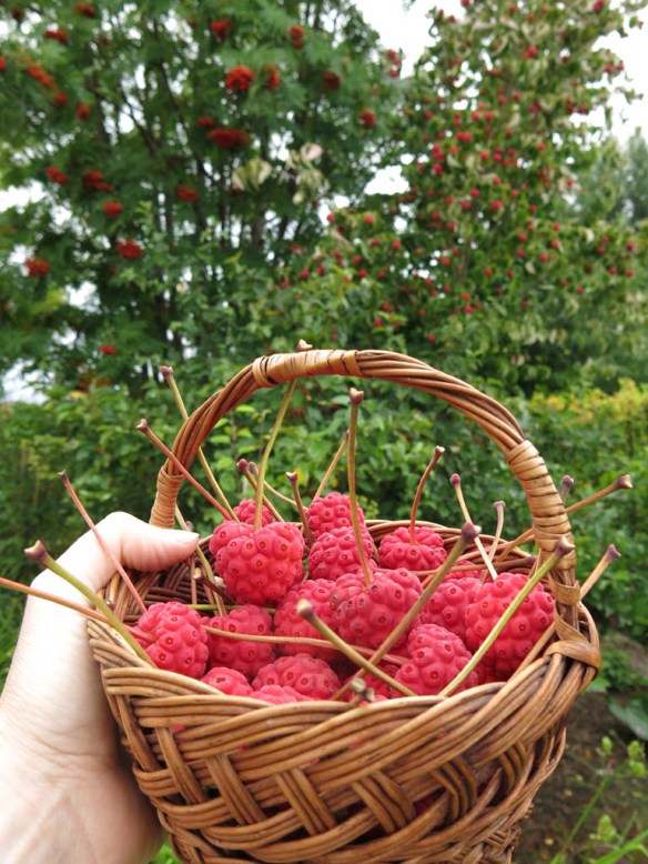 1 sep 16 blomsterkornell bär 3