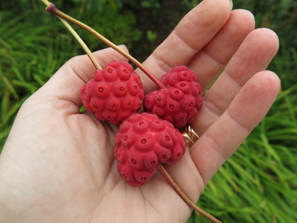 1 sep 16 blomsterkornell bär