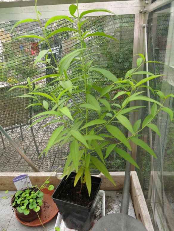 14-juli-16-sotmandel