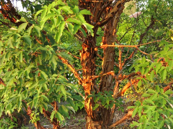 14-sep-16-kopparlonn-3