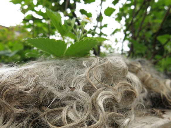 18-maj-16-barlandet-jordgubbar-farull-1