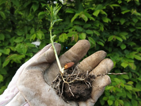 19-maj-16-sotmandel-3