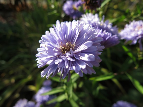 25-sep-16-blalila-hostaster-avenboksportal-1