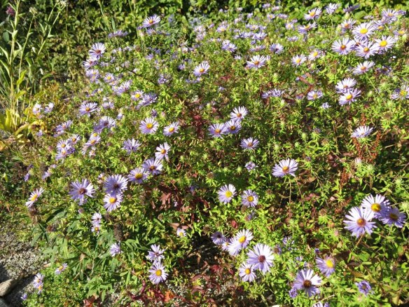 25-sep-16-hostaster-october-skies-stapprabatt-1