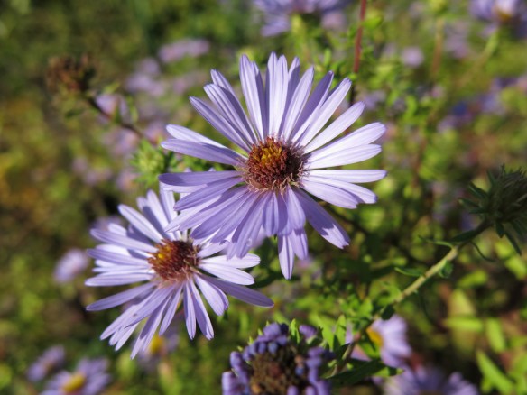 25-sep-16-hostaster-october-skies-stapprabatt-2