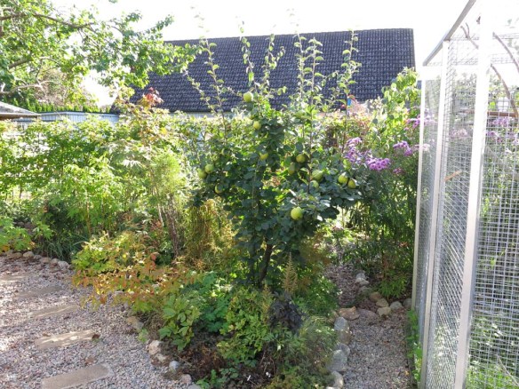 25-sep-16-lila-hostaster-fagelhus-1