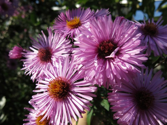 25-sep-16-lila-hostaster-fagelhus-4