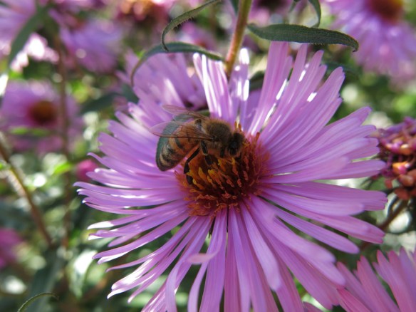 25-sep-16-ljuslila-hostaster-bin-5