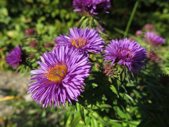 25-sep-16-morklila-hostaster-stapprabatt