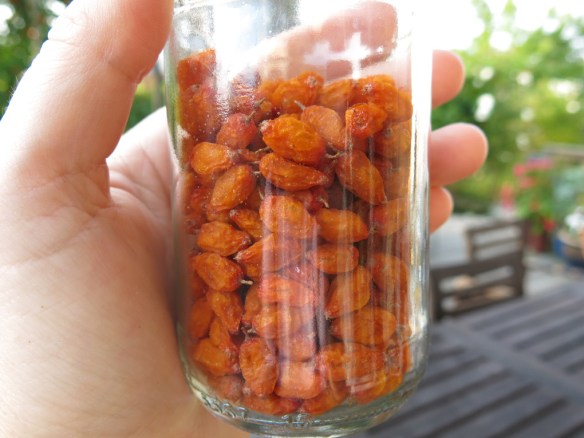 7-sep-16-havtorn-torkad-1