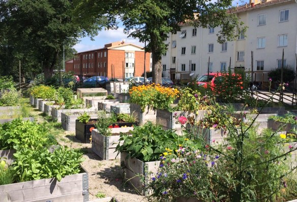 pallkrageodling-somamr