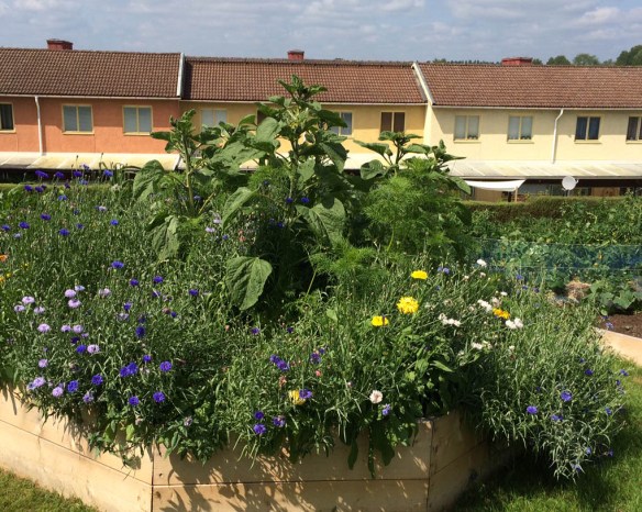 stadsodling-sommar-3