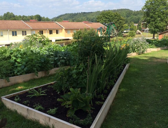 stadsodling-sommar-4