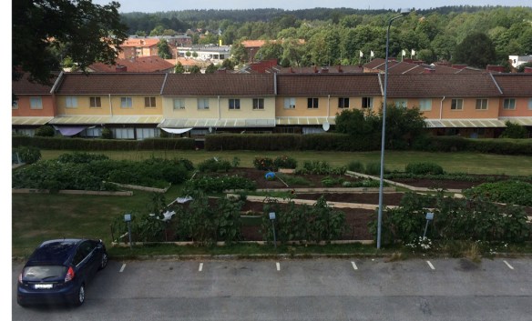 stadsodling-sommar-5