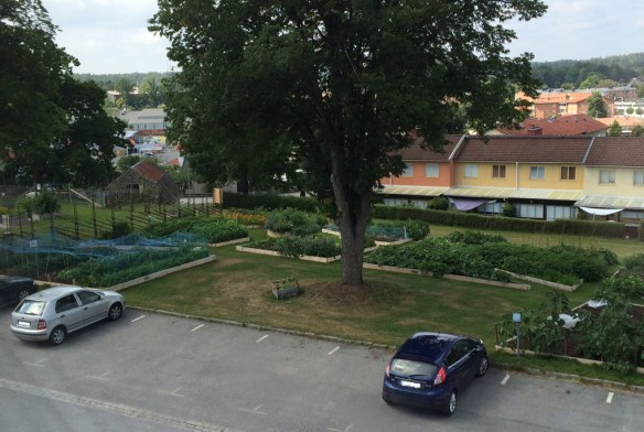 stadsodling-sommar-6